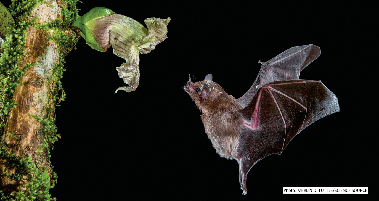 Bat and Flower